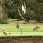 Anglesea golf con canguri